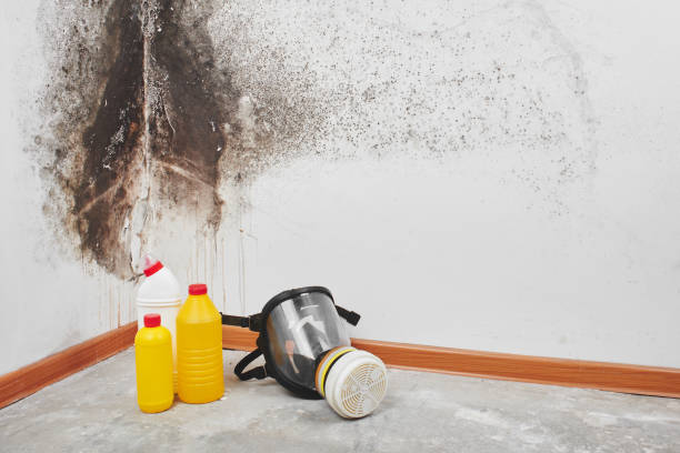 Best Commercial Mold Removal  in Allison Rk, PA