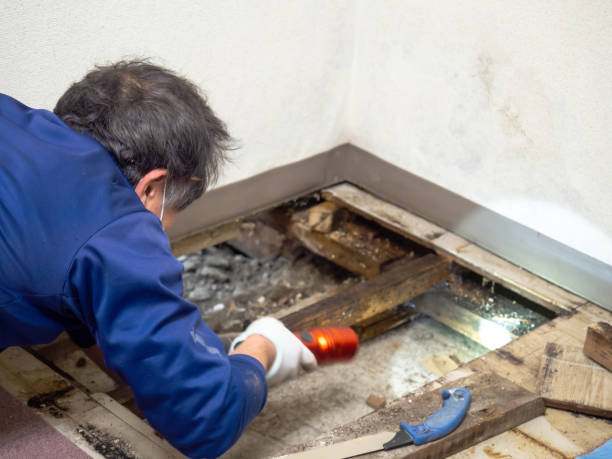 Best Black Mold Removal  in Allison Rk, PA