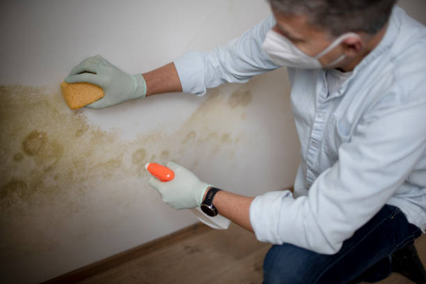 Best Mold Damage Repair  in Allison Rk, PA