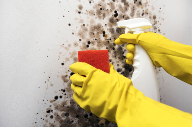 Best Certified Mold Removal  in Allison Rk, PA