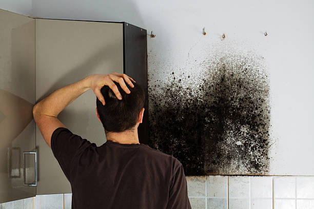 Best Mold Testing  in Allison Rk, PA