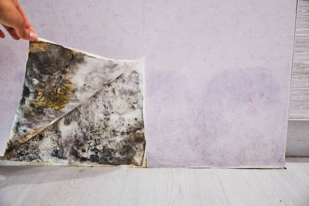 Home Mold Removal in Allison Park, PA